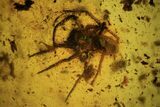 Detailed Fossil Spider (Aranea) In Baltic Amber #84605-1